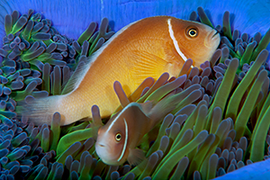 Amphiprion perideraion